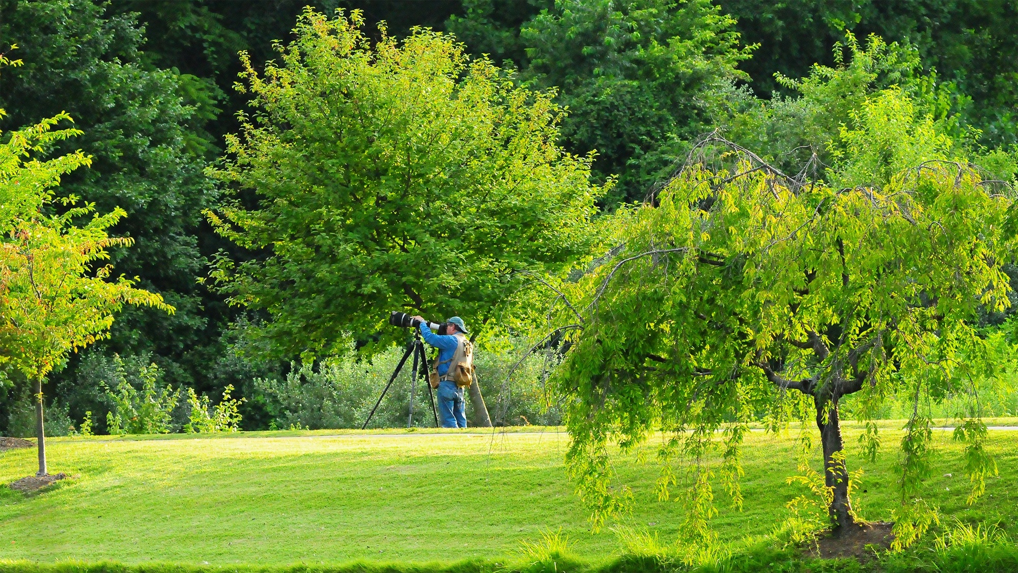 Парки на открытом воздухе. Камера на дереве. Outdoor Park. Зелёный пейзаж и человек фото. Outdoor Park Lawn.